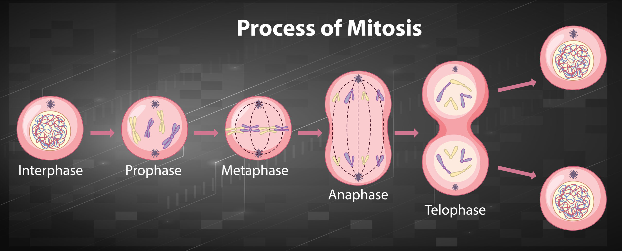 Mitosis A Comprehensive Explanation Of Each Stage And Its Vital Role