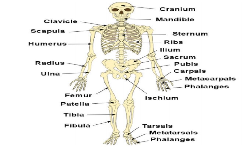 Rh Factor and How it Works — Biology Notes | A Level Biology | OCR