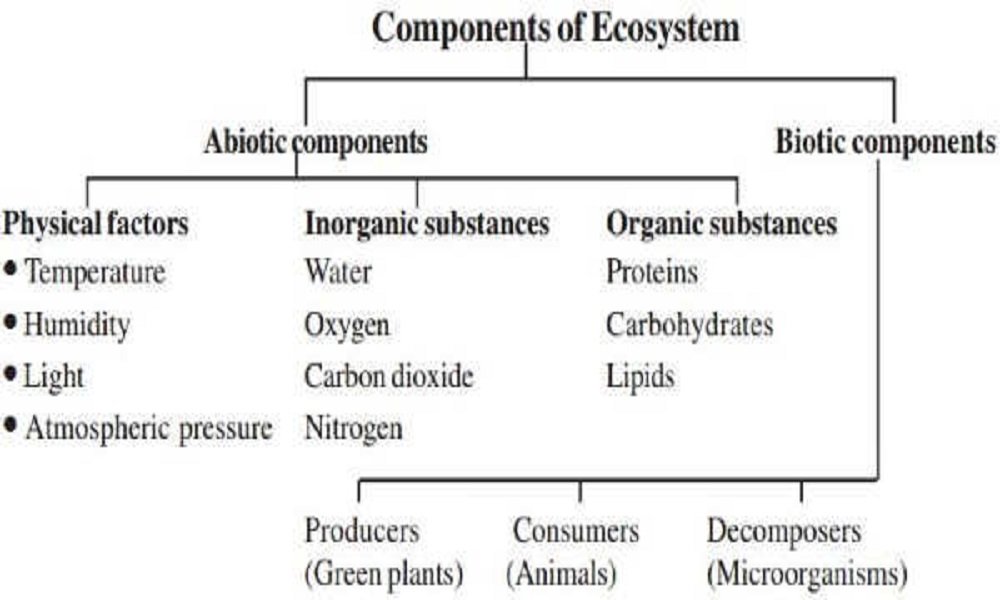 ECOSYSTEM — Biology Notes