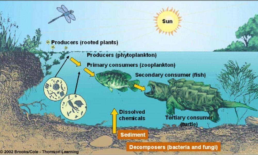 environmental-science-archives-biology-notes