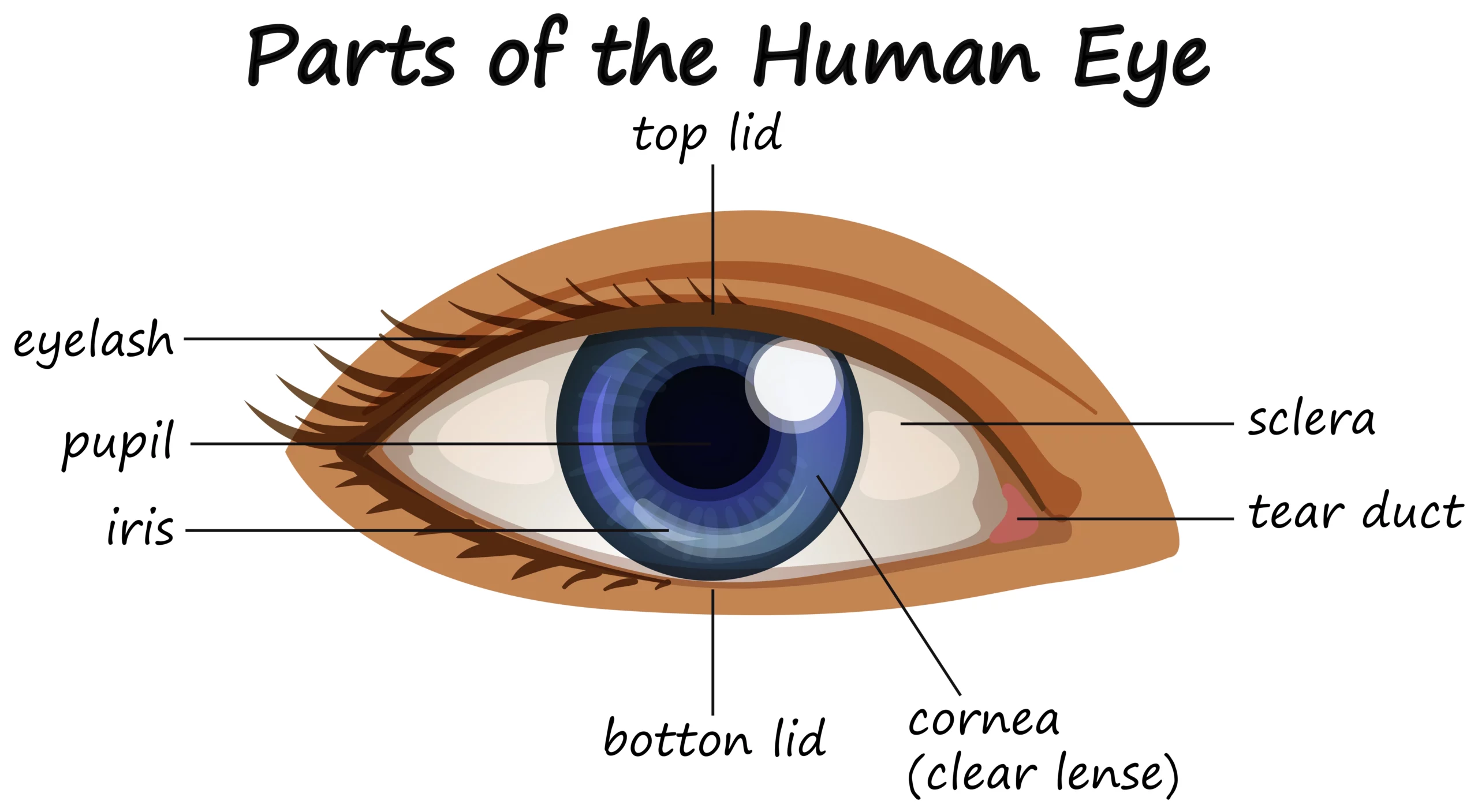 Understanding the Different Parts of Your Eye - All About Eyes
