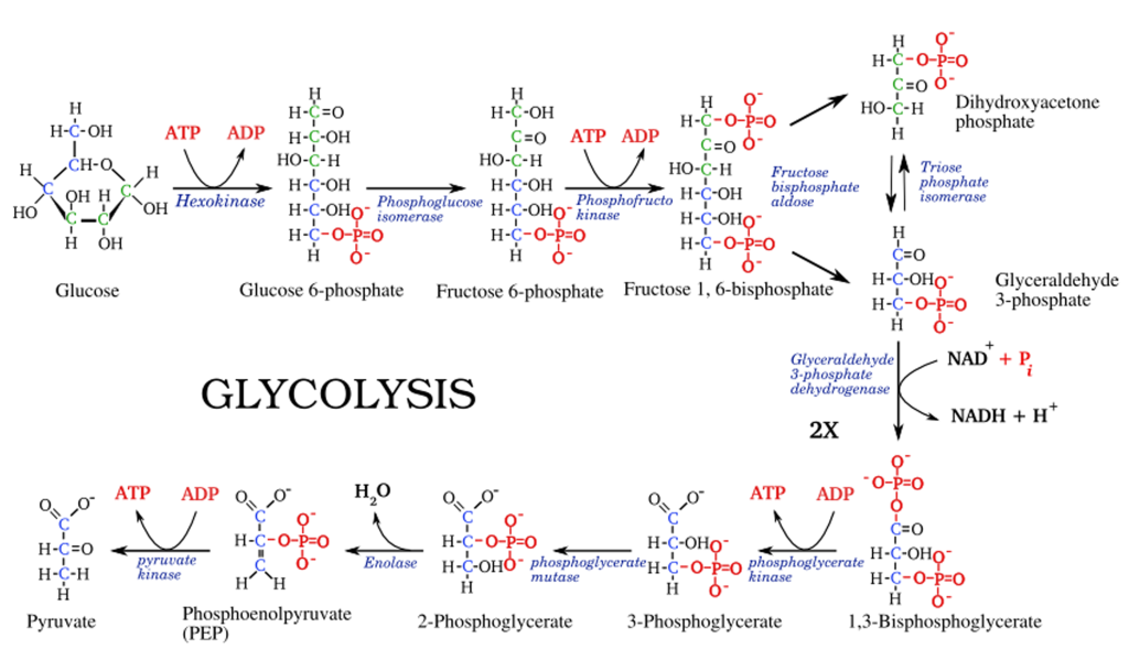 Glycolysis Pathway Biology Notes A Level Biology