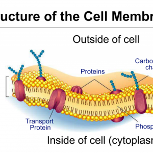 HUMAN DIGESTIVE SYSTEM — Biology Notes