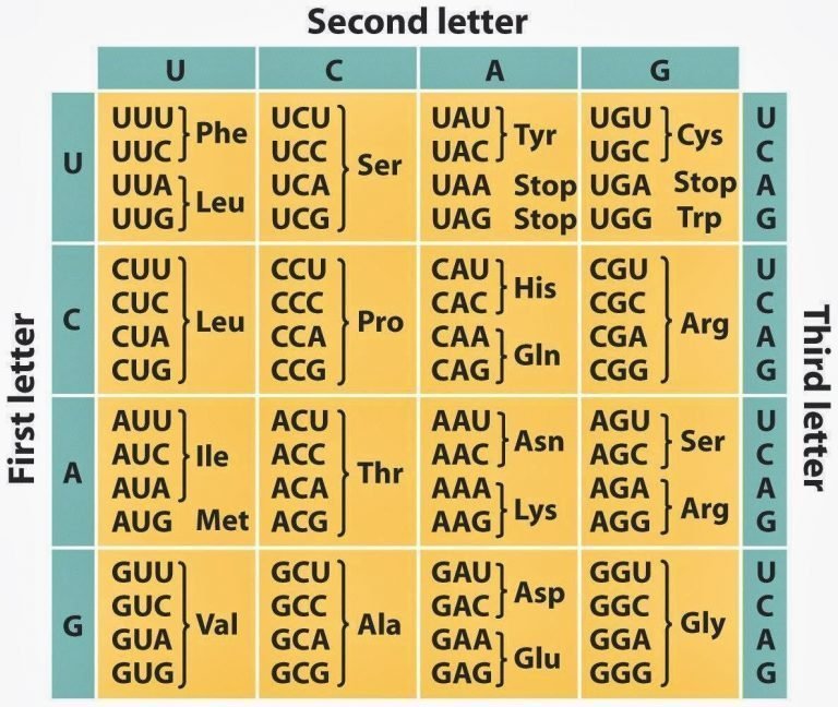 genetic-code-biology-notes