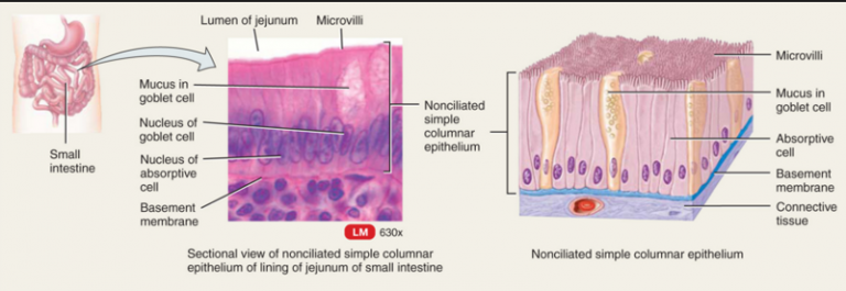 ANIMAL TISSUE — Biology Notes