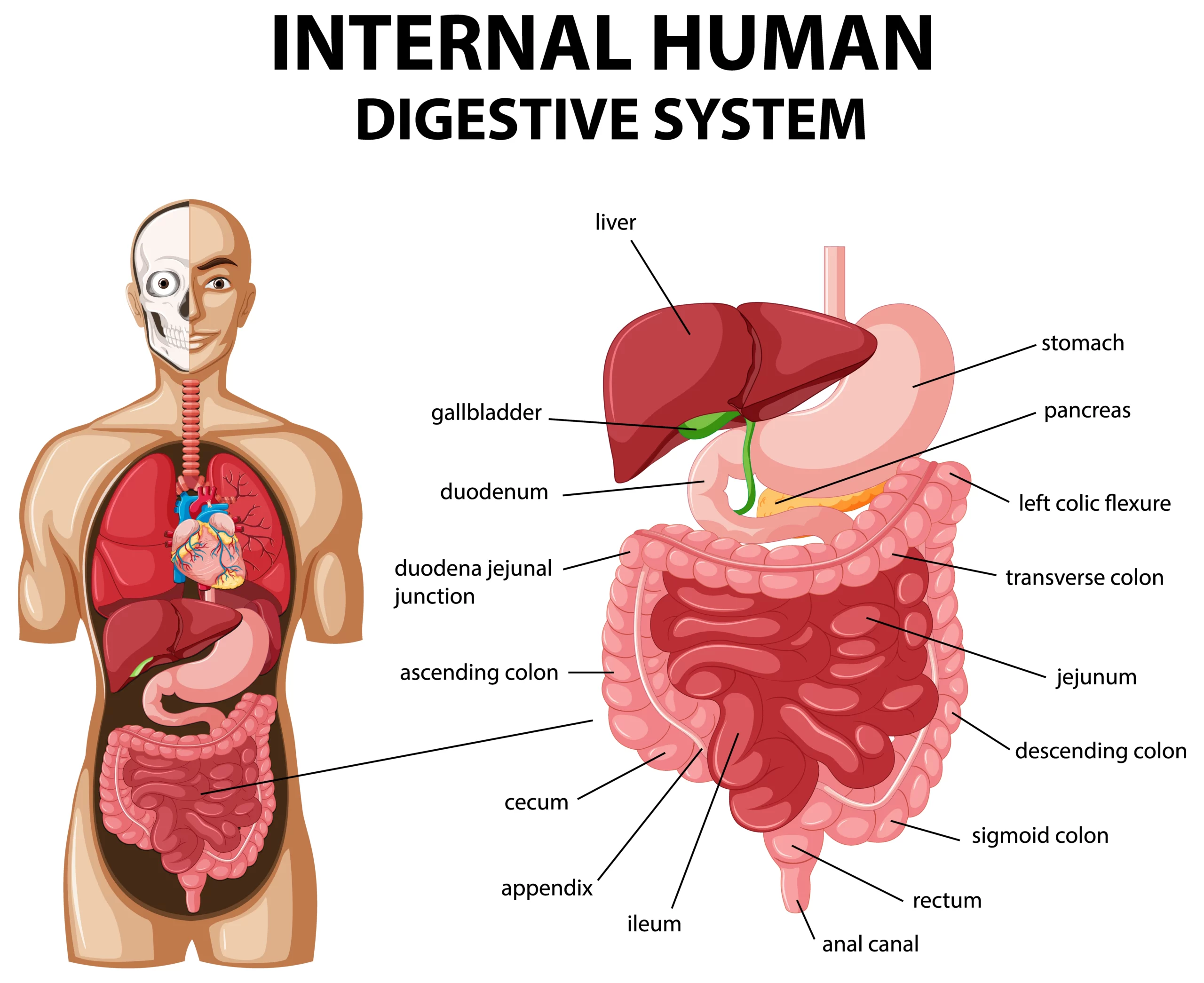 HUMAN DIGESTIVE SYSTEM — Biology Notes