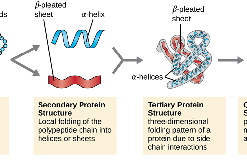 Cell biology Archives — Biology Notes