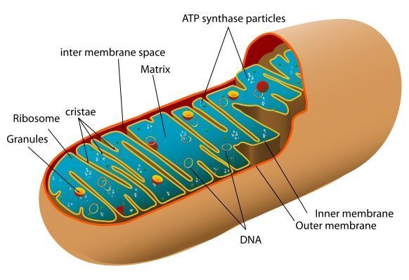 Animal-mitochondrion-diagram