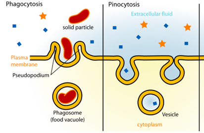 Phagocytosis-and-Pinocytosis