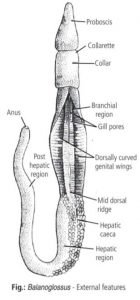 Phylum Hemichordata — Biology Notes