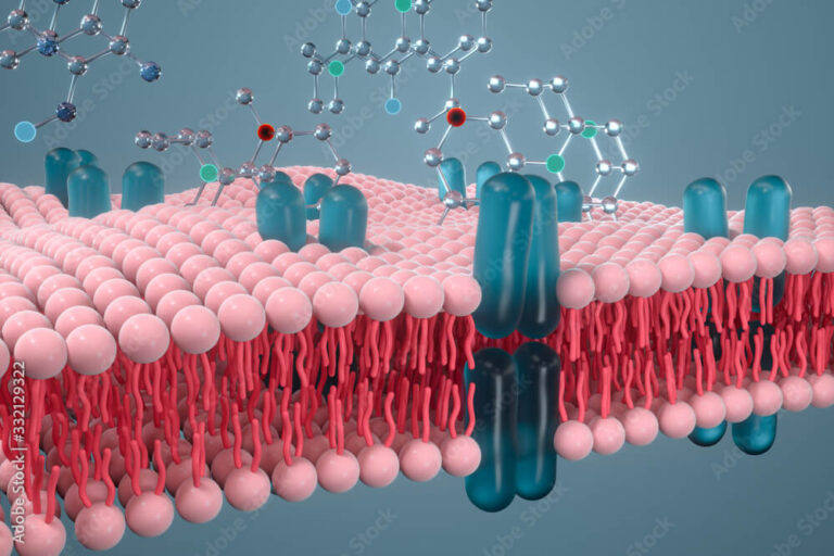 Plasma Membrane Structure and Function: Key Role in Cell Homeostasis ...